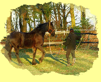 2015 02 21 Horsemanship Kurs Gesche