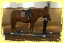 2015 11 21 reitabzeichenpruefung