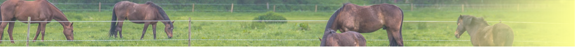 bg header
